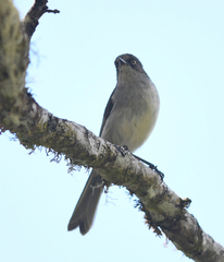 Pseudospingus xanthophthalmus