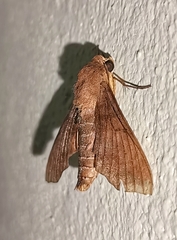 Pachylioides resumens