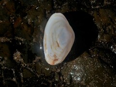 Mactrotoma antecedens