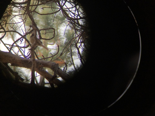 iNaturalist observation photo of Dark-eyed Junco