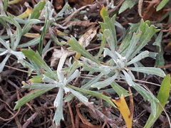 Senecio ceratophylloides