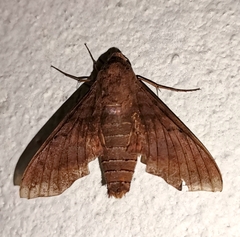 Pachylioides resumens