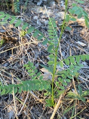 Astragalus canadensis