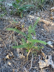 Astragalus canadensis