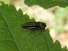 Agrilus ferrisi