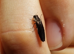 Agrilus ferrisi