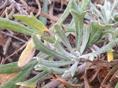 Senecio ceratophylloides
