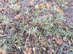 Senecio ceratophylloides