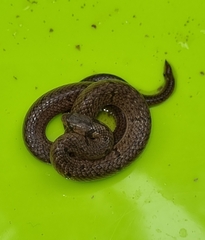 Oligodon sublineatus