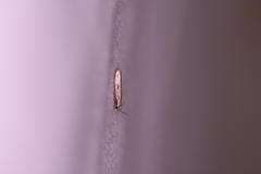 Mompha brevivittella