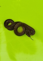 Oligodon sublineatus