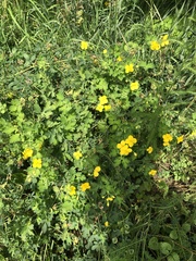 Chelidonium asiaticum