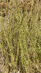Anarrhinum forskaohlii