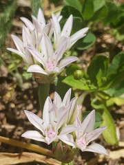Allium crenulatum