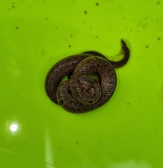 Oligodon sublineatus