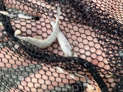 Menticirrhus americanus