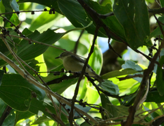 Gerygone magnirostris