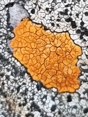 Hymeneliaceae