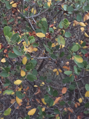 Ceanothus megacarpus insularis