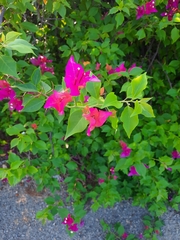 Bougainvillea