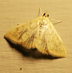 Crocidophora tuberculalis