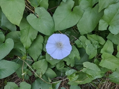 Calystegia