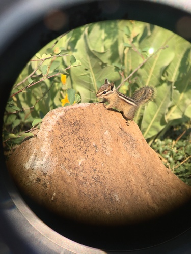 iNaturalist observation photo of Long-eared Chipmunk