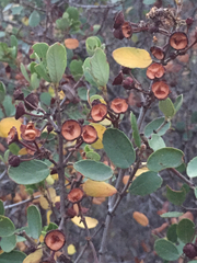 Ceanothus megacarpus insularis