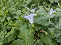 Calystegia