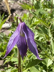 Clematis occidentalis dissecta