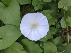 Calystegia