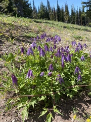 Clematis occidentalis dissecta