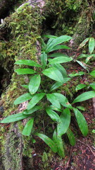 Clintonia uniflora