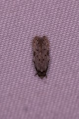 Taygete attributella