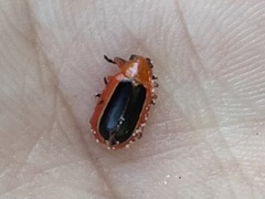 Disonycha discoidea