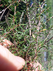 Leptospermum repo