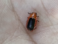 Disonycha discoidea