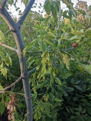Acer