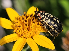 Acmaeodera paradisjuncta