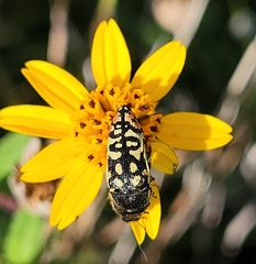 Acmaeodera paradisjuncta