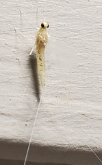 Maccaffertium terminatum