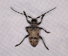 Coenopoeus palmeri