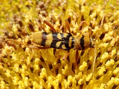Chlorophorus quinquefasciatus