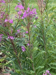 Chamaenerion angustifolium