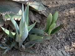 Agave murpheyi
