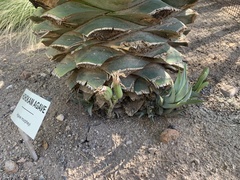 Agave murpheyi