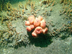 Australopsammia aurea