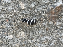 Salticus austinensis
