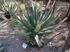 Agave murpheyi