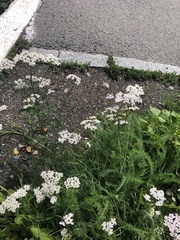 Achillea millefolium